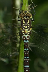 David Plant Photography - Wildlife Photography - Southern hawker - G